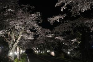 早乙女桜並木の写真2