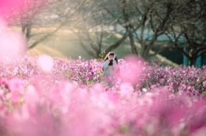 秋桜の写真 秋桜の写真