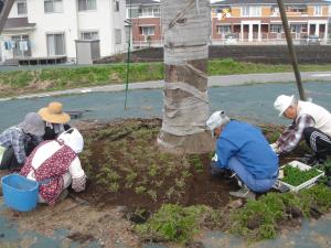 上阿久津しだれ桜の写真 上阿久津しだれ桜の写真
