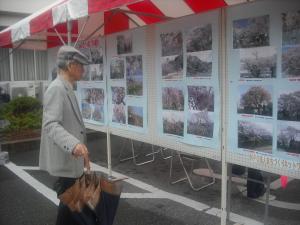 桜紹介の写真 桜紹介の写真