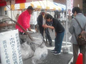 ウジョウシダレ苗木配布の写真 ウジョウシダレ苗木配布の写真