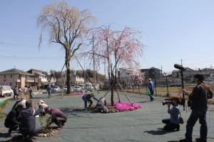 桜守活動の写真1 桜守活動の写真1