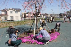 桜守活動の写真3 桜守活動の写真3
