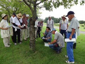 樹勢診断の写真4