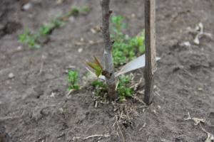 将軍桜の写真2 将軍桜の写真2