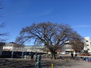 ソメイヨシノの写真 ソメイヨシノの写真