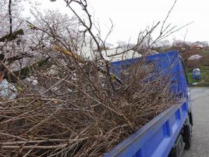 桜守活動の写真2 桜守活動の写真2