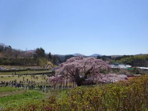 三春の滝桜の写真1