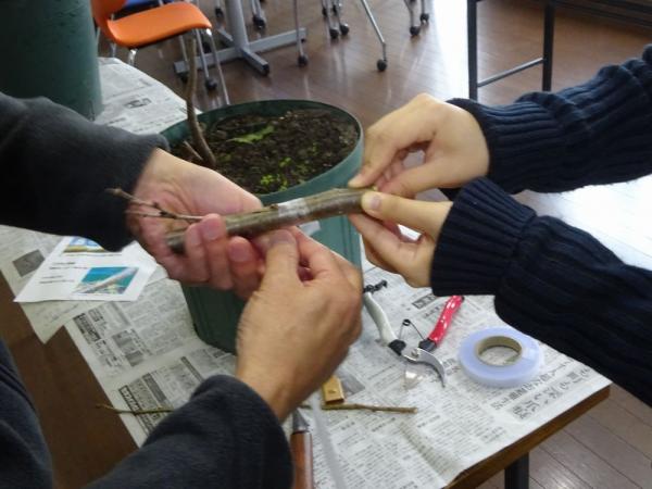 接木作業の写真4 接木作業の写真4