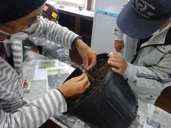 接木作業の写真5 接木作業の写真5