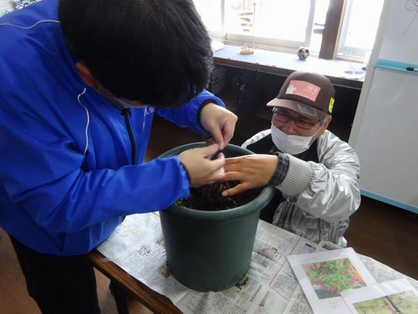 接木作業の写真6 接木作業の写真6