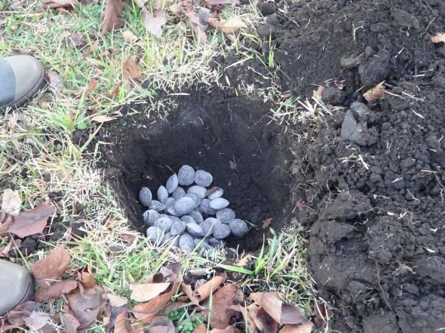 施肥活動の写真2 施肥活動の写真2