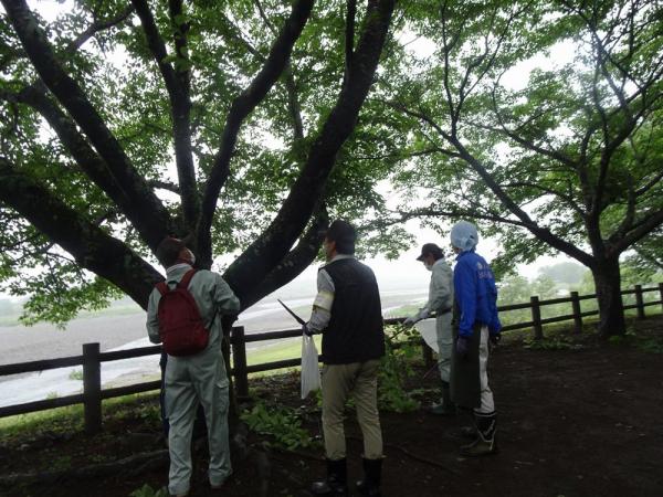 桜守活動の写真4 桜守活動の写真4