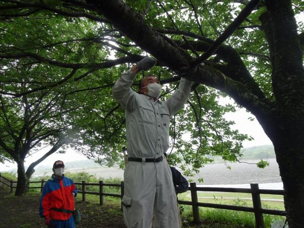 桜守活動の写真6 桜守活動の写真6