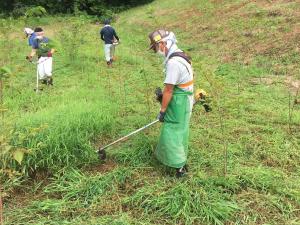 除草作業の写真2