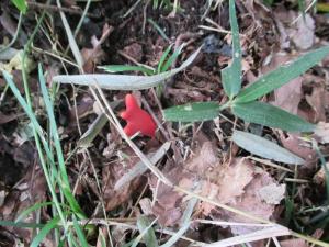 カエンタケの写真2 カエンタケの写真2