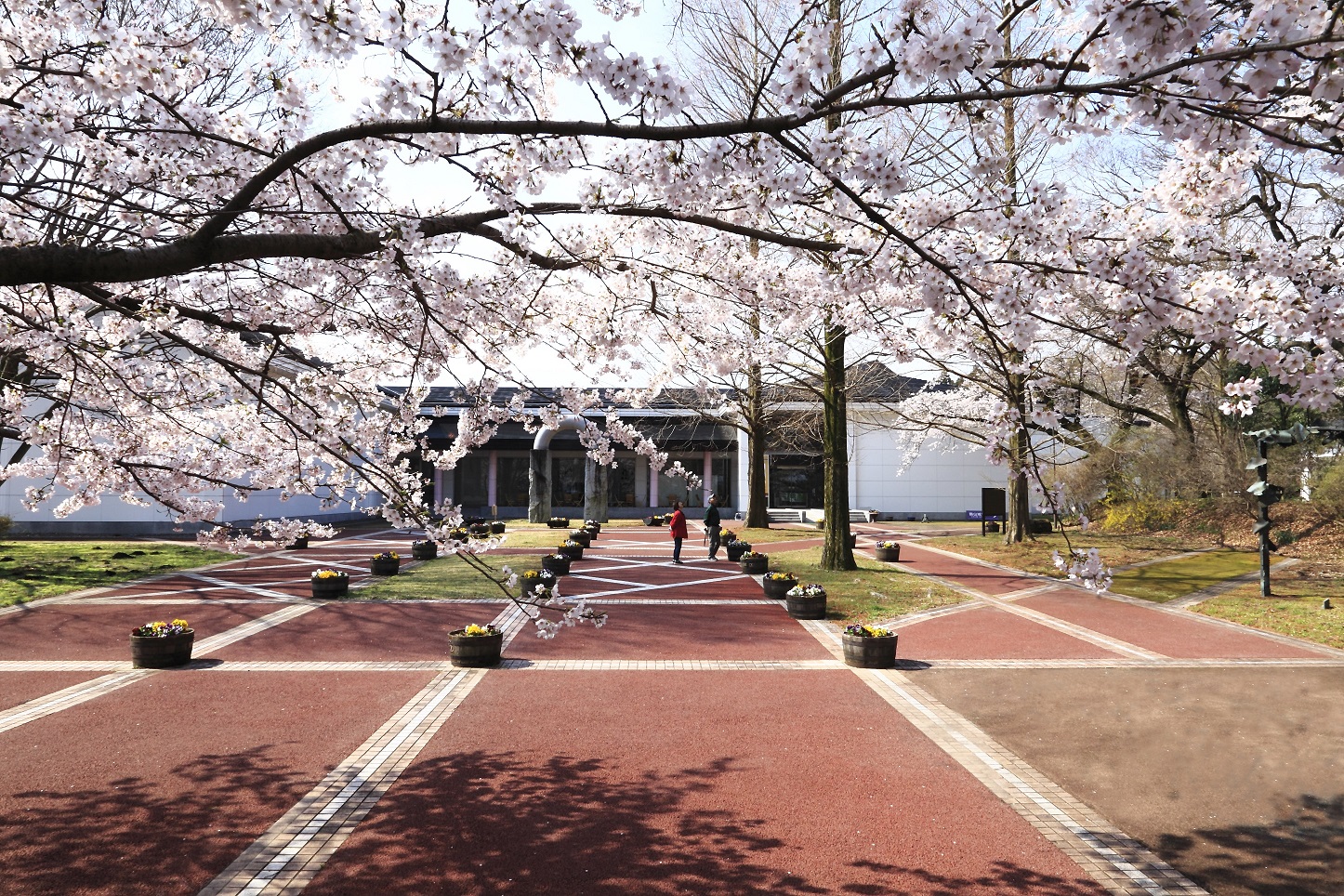 さくら市ミュージアムのさくらの写真1 さくら市ミュージアムのさくらの写真1
