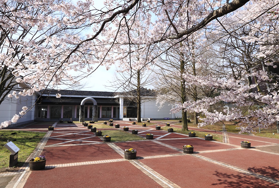 さくら市ミュージアムのさくらの写真2 さくら市ミュージアムのさくらの写真2