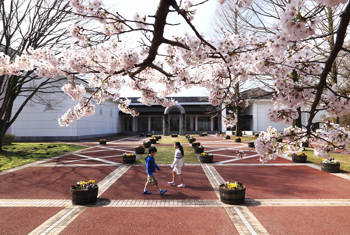 さくら市ミュージアムのさくらの写真3 さくら市ミュージアムのさくらの写真3