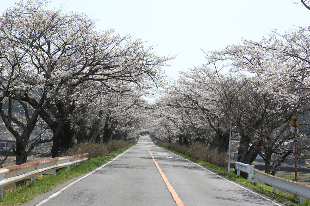 早乙女桜並木のさくら