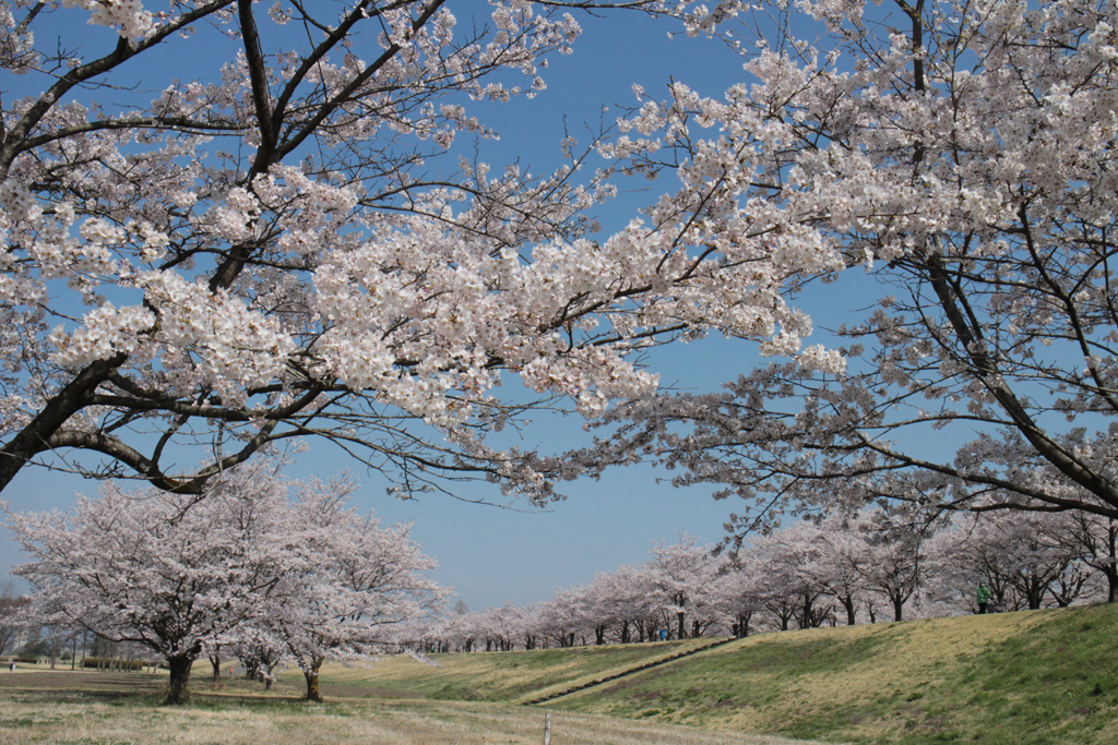 ゆうゆうパーク