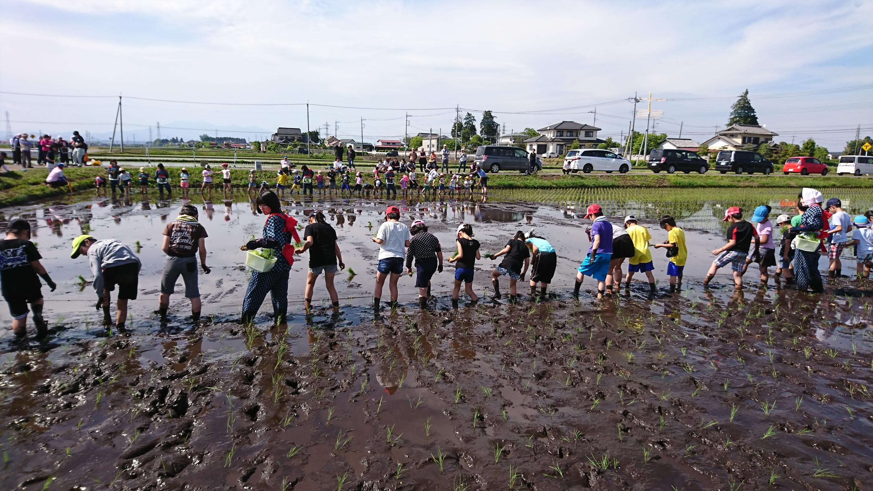 さくら未来塾での田植え体験 さくら未来塾での田植え体験