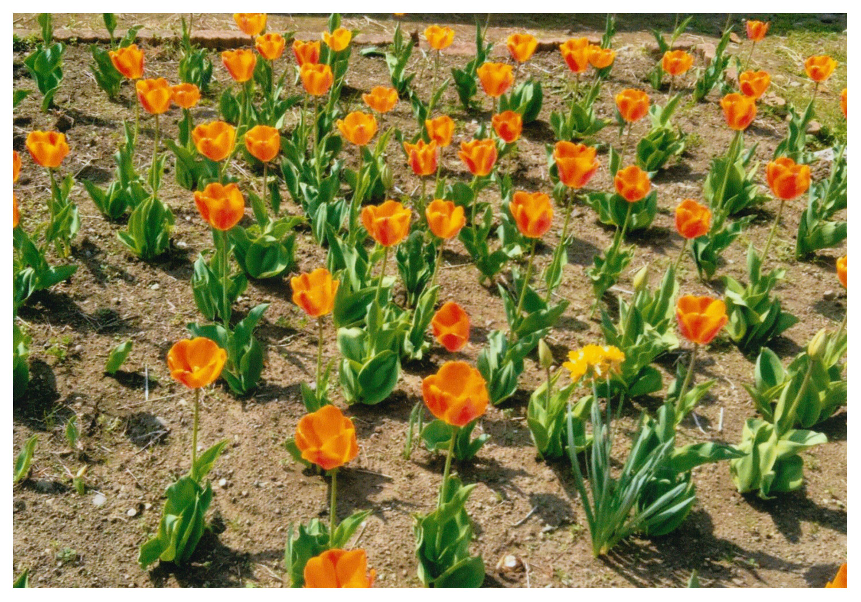 さくら市更生保護女性会のイメージ画像。（チューリップの花壇の写真。）