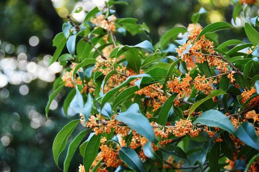 キンモクセイ画像