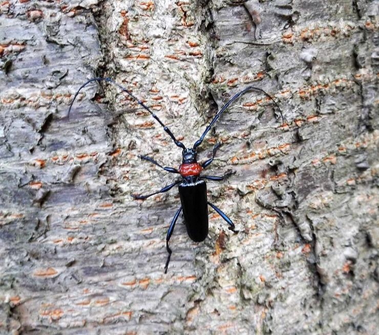 クビアカ成虫 クビアカ成虫