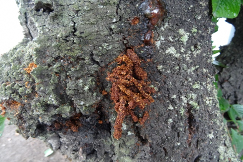 フラス拡大1 フラス拡大1