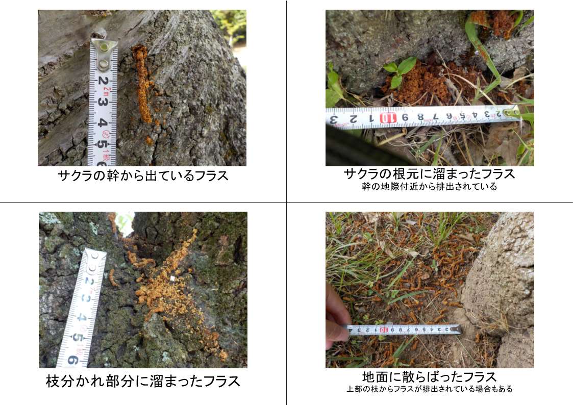 さくらの幹、根元、枝、地面に排出されたフラスの写真。 さくらの幹、根元、枝、地面に排出されたフラスの写真。
