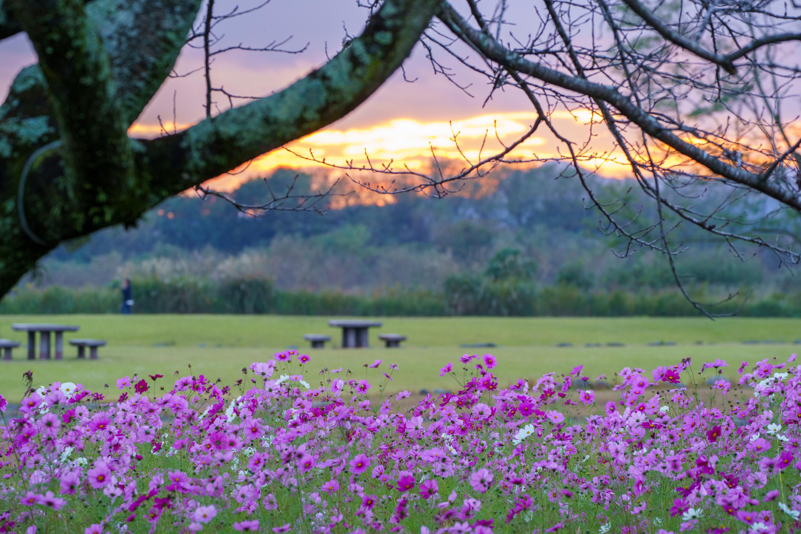 コスモスの写真 コスモスの写真