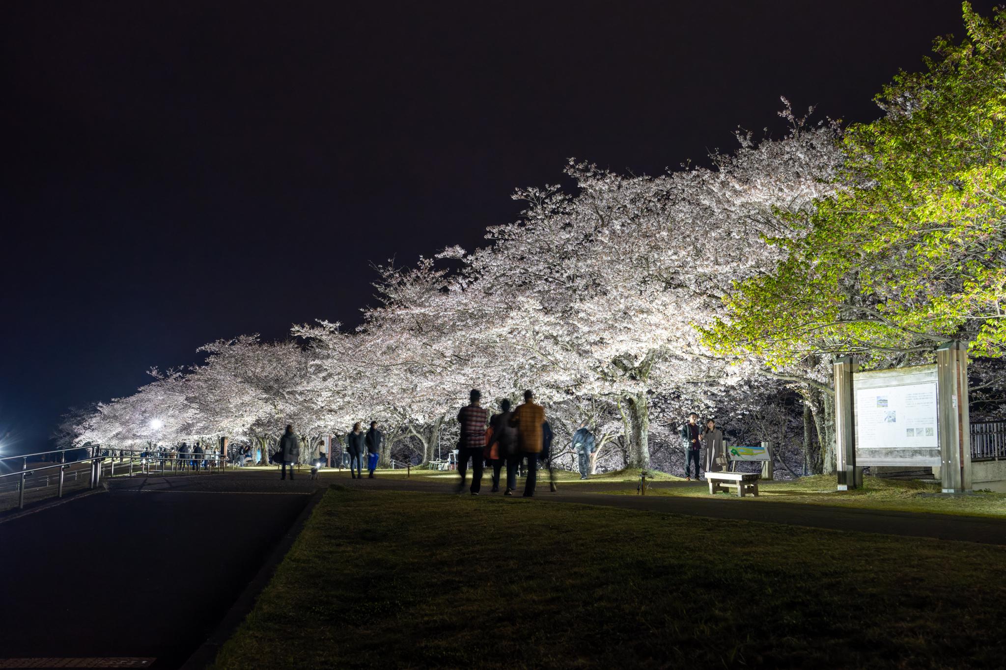桜の写真2 桜の写真2