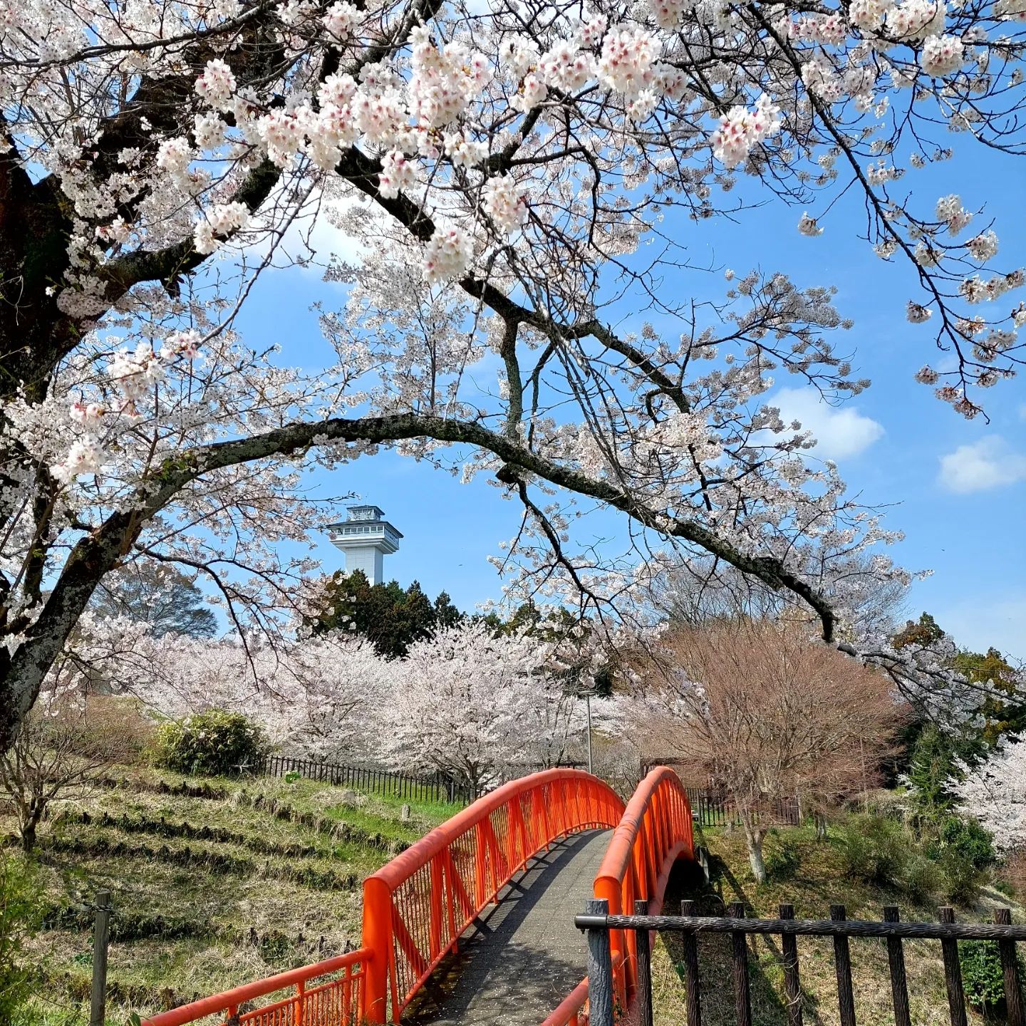 gaoqiaozhenyoumei33 gaoqiaozhenyoumei33