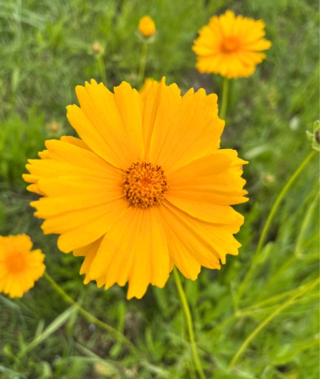 オオキンケイギクの花の写真