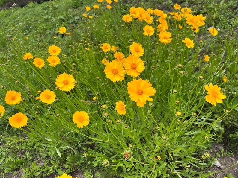 オオキンケイギクの全体の写真