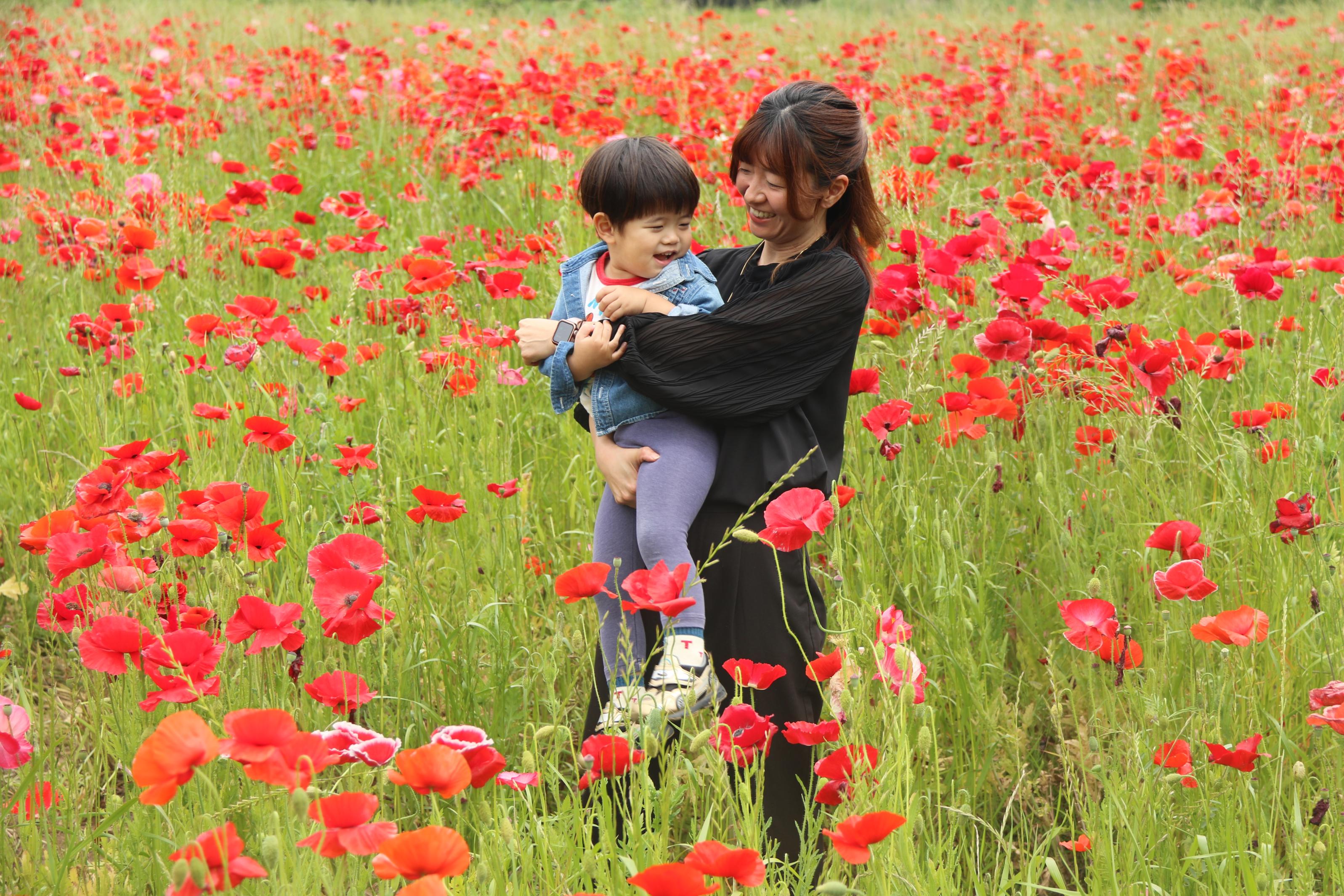ポピー畑と親子の写真5