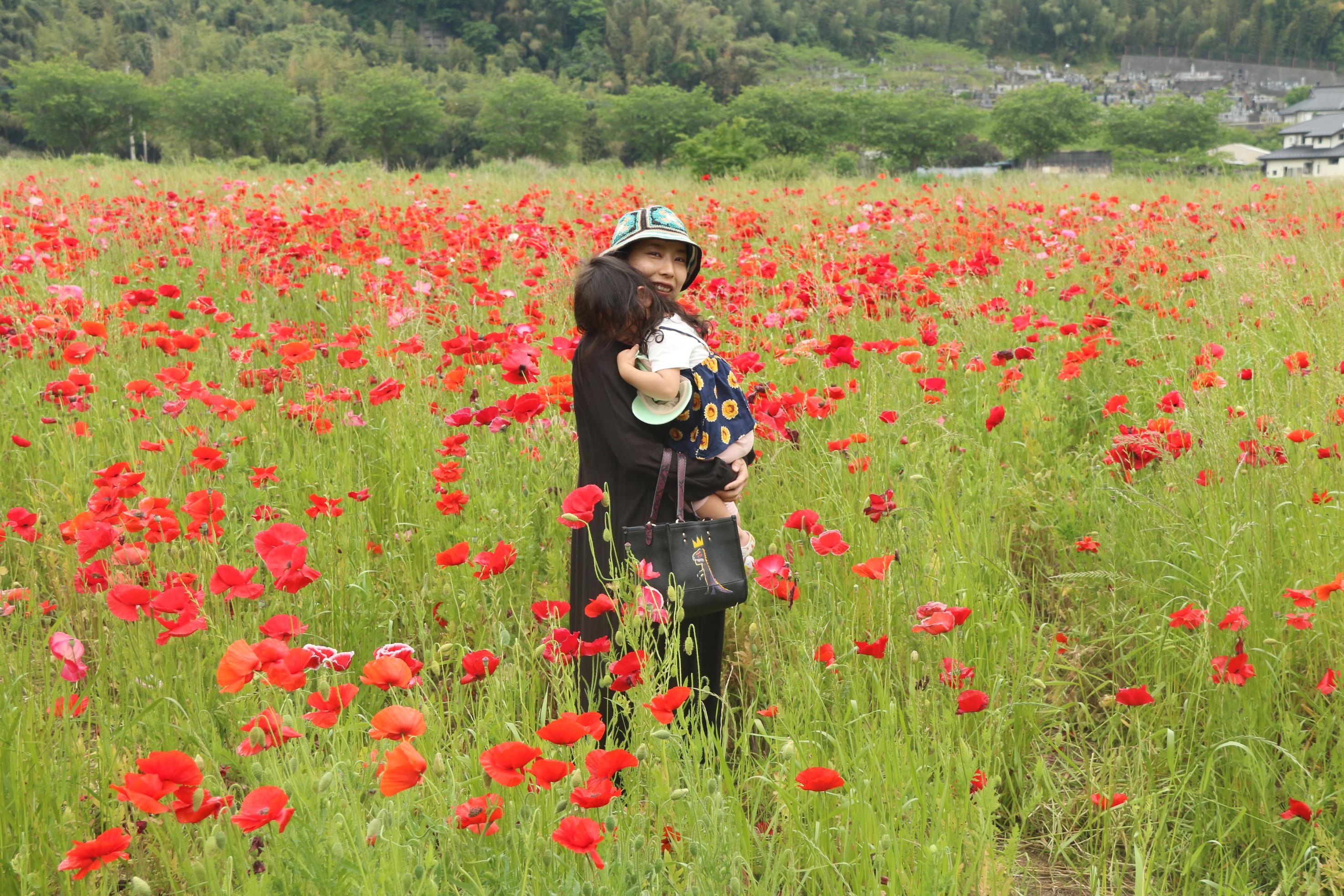 ポピー畑と親子の写真10