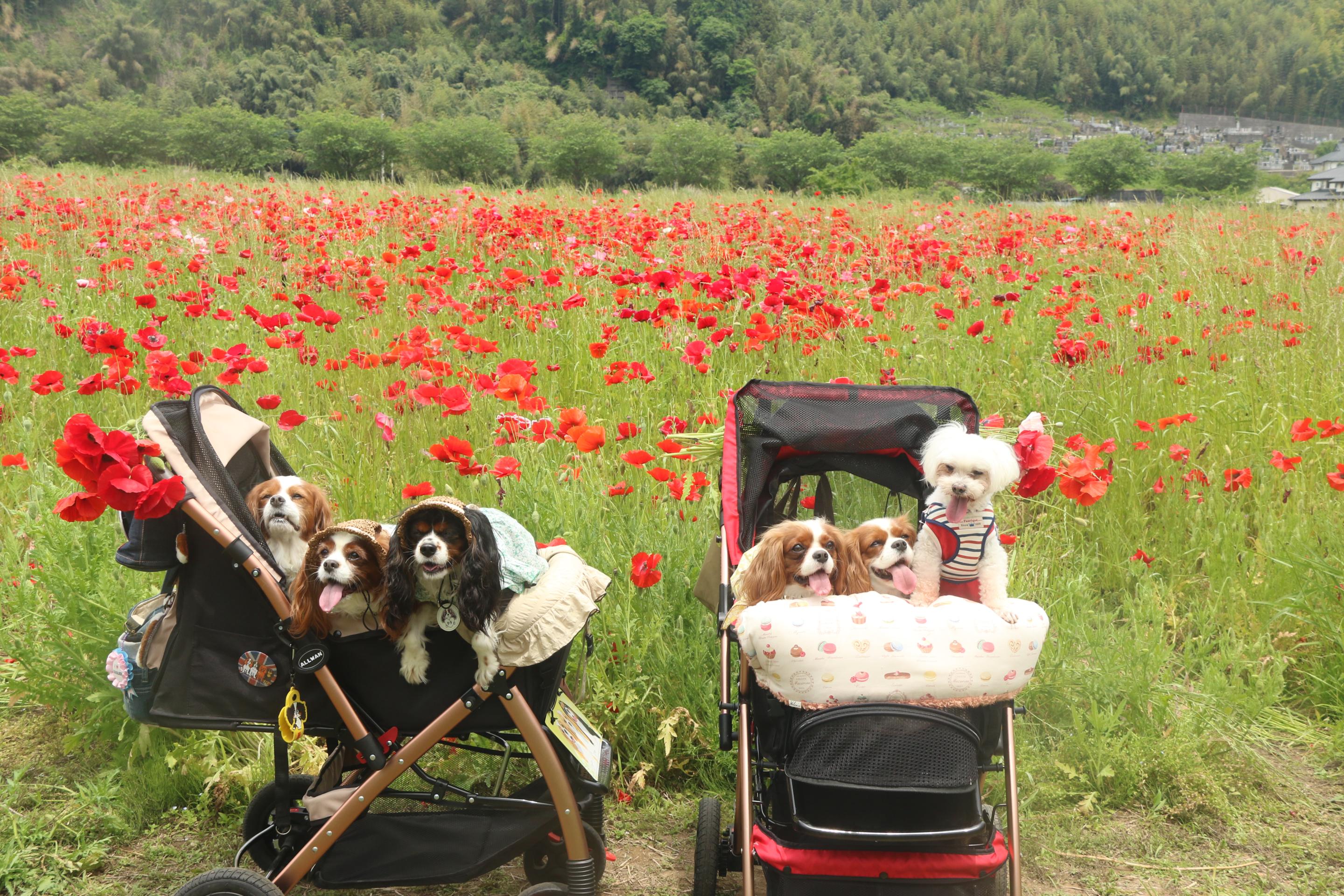 ポピー畑と犬の写真1