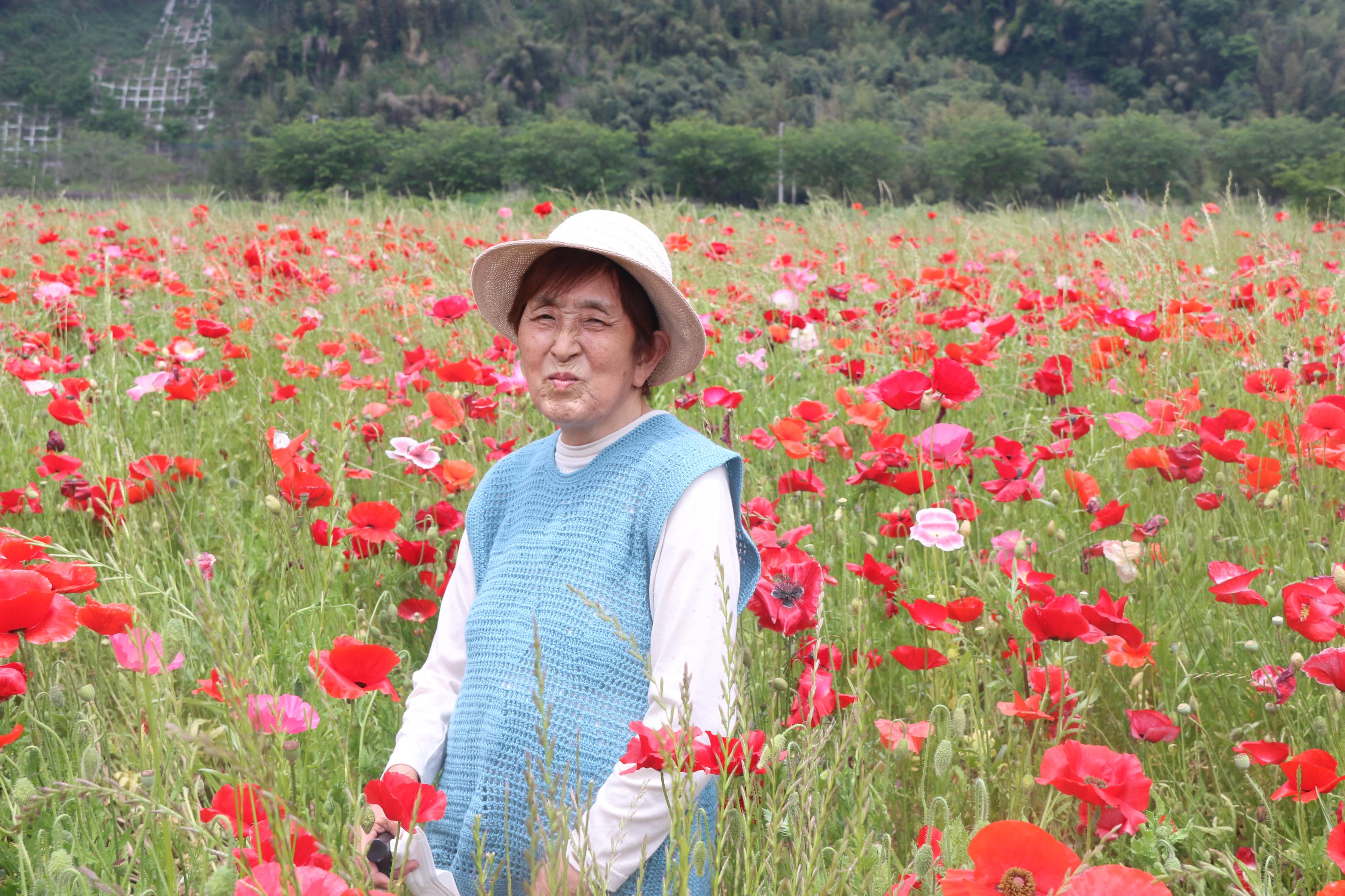 ポピー畑と女性の写真1