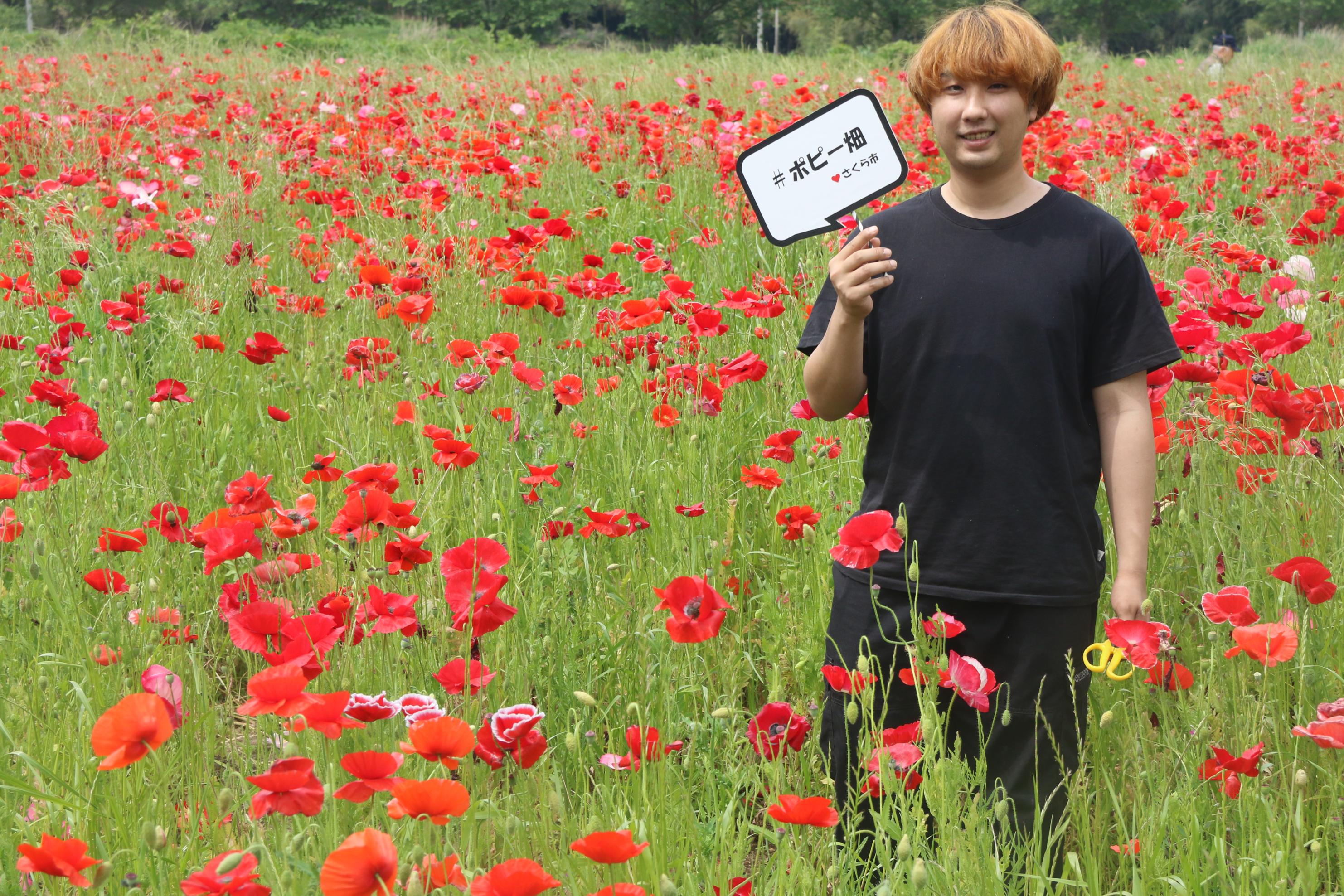 ポピー畑と男性の写真1