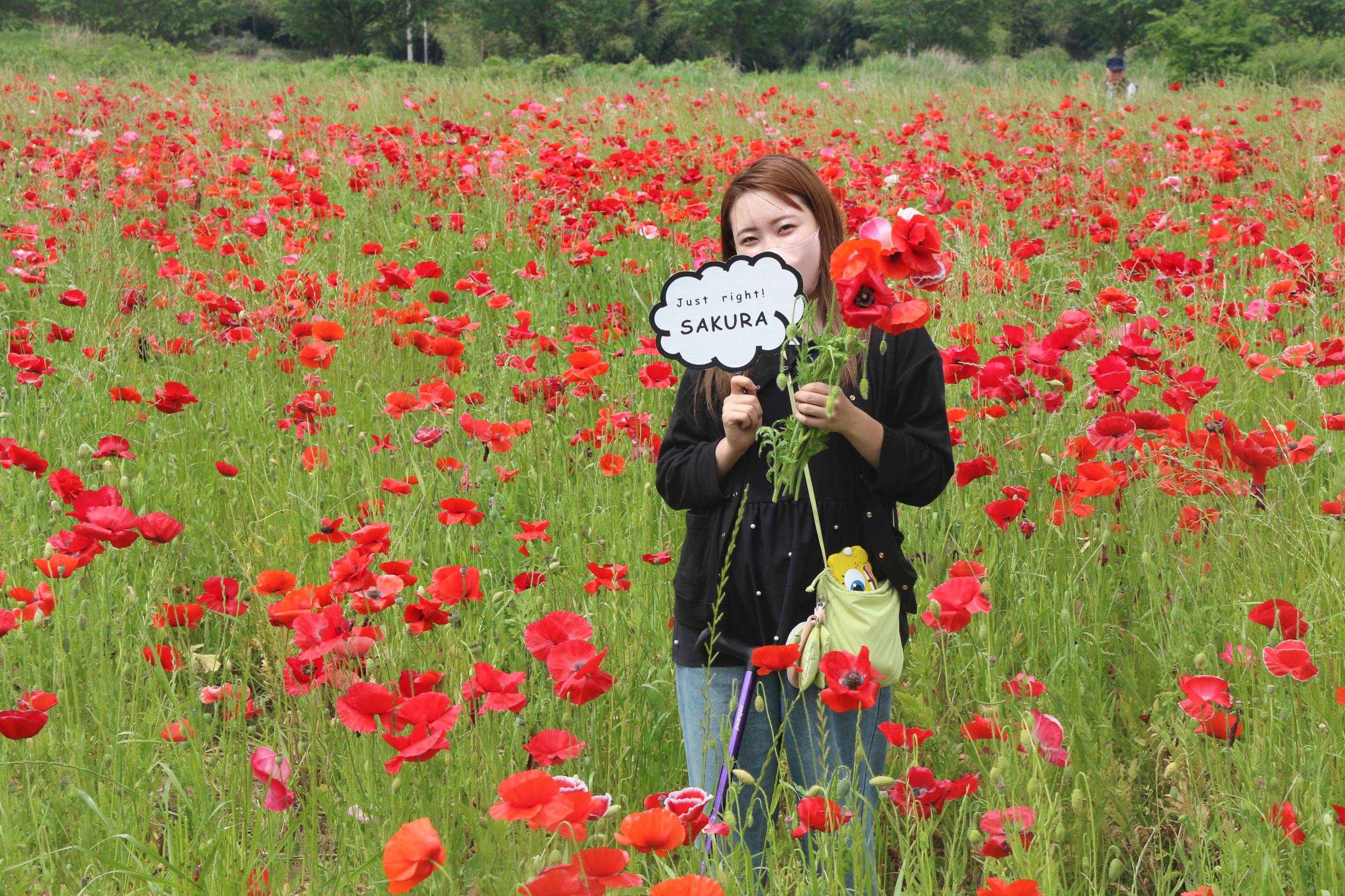 ポピー畑と女性の写真2