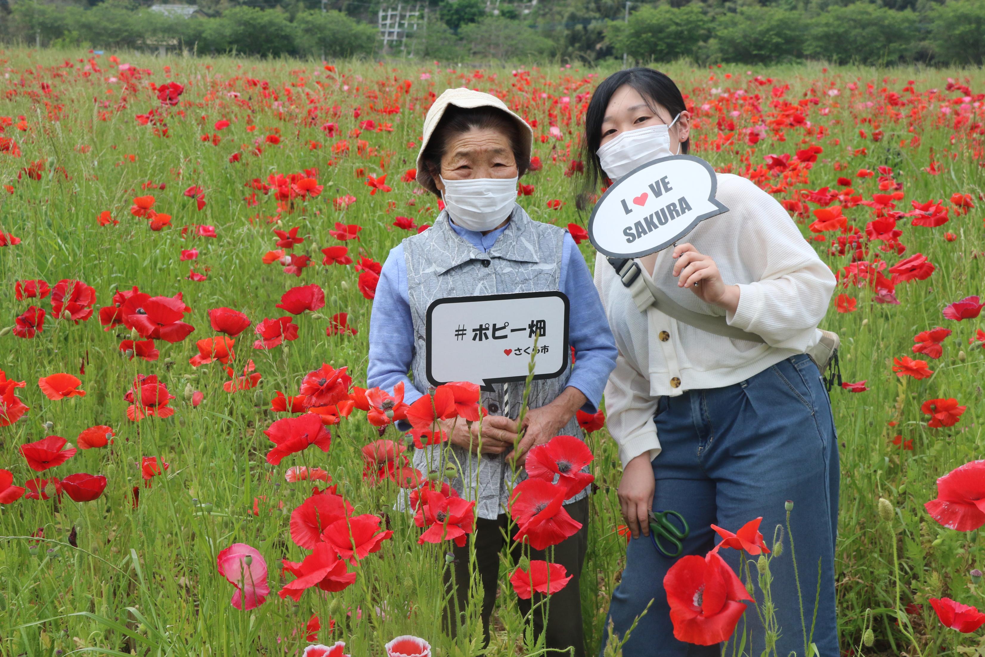 ポピー畑と女性の写真3