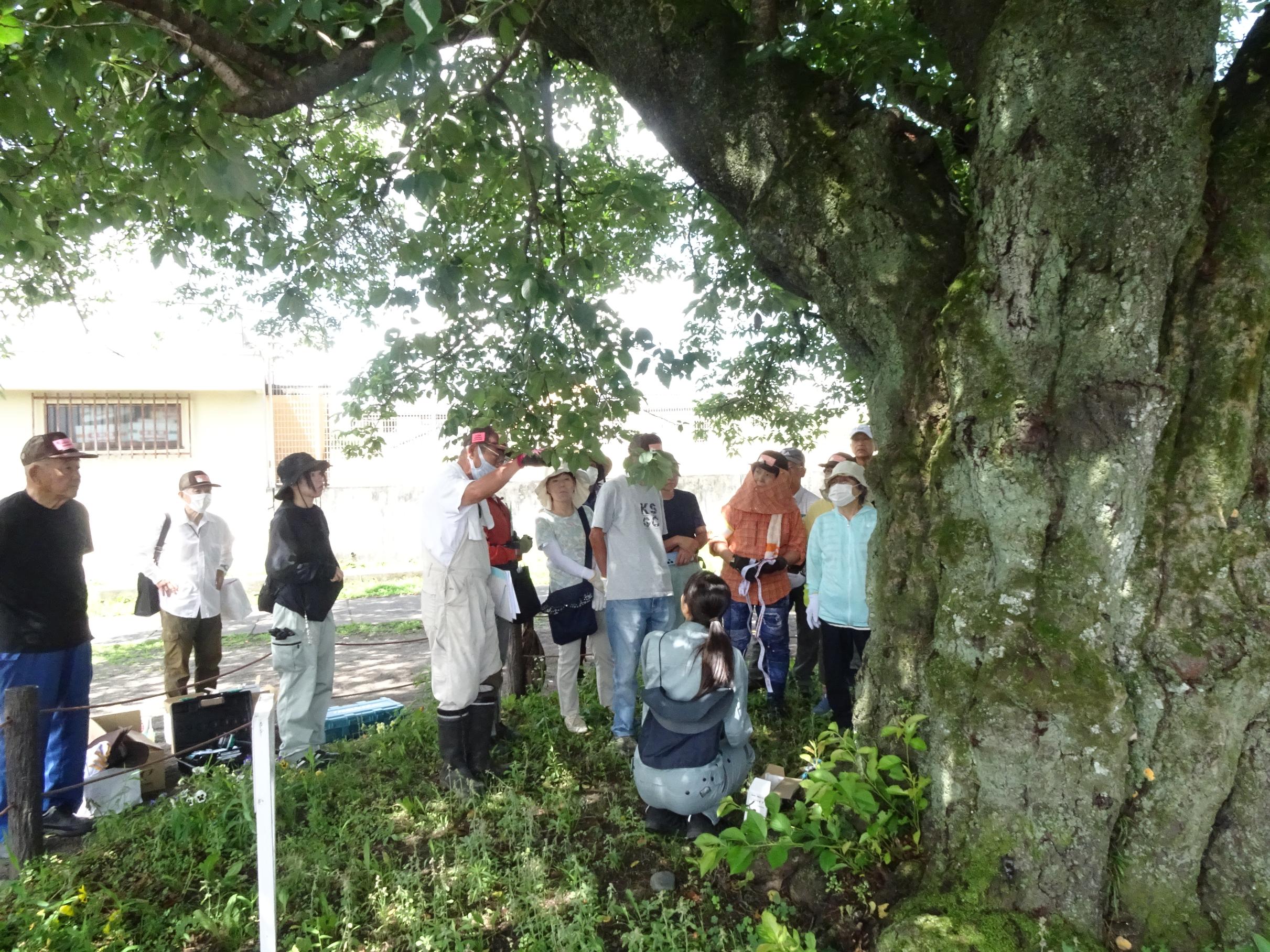 クビアカツヤカミキリ駆除用薬剤樹幹注入の画像2 クビアカツヤカミキリ駆除用薬剤樹幹注入の画像2