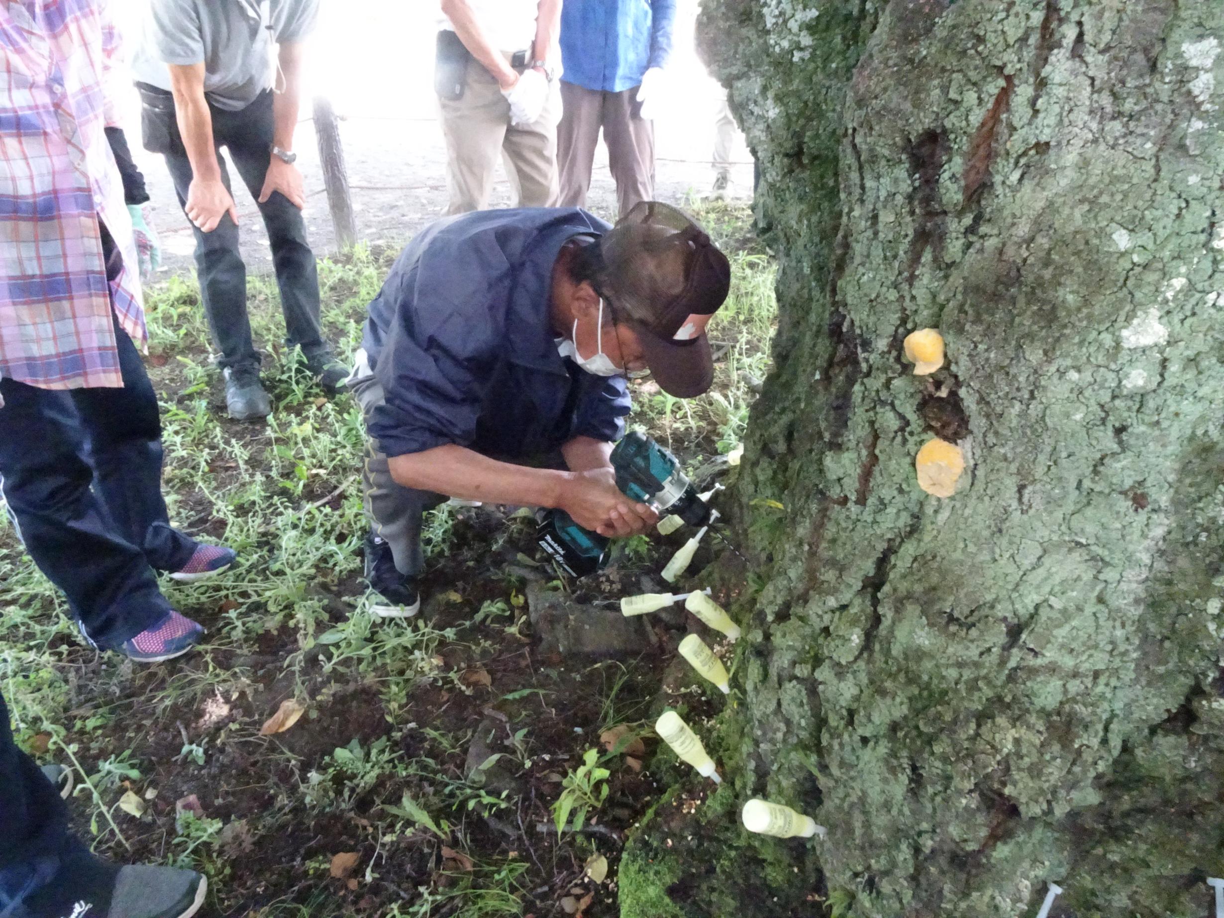 クビアカツヤカミキリ駆除用薬剤樹幹注入の画像3 クビアカツヤカミキリ駆除用薬剤樹幹注入の画像3
