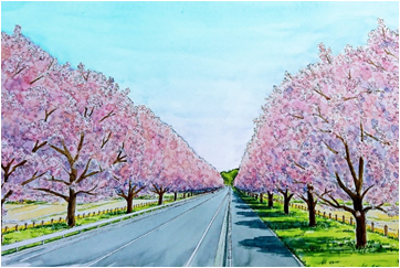 早乙女桜並木再整備イメージ図 早乙女桜並木再整備イメージ図