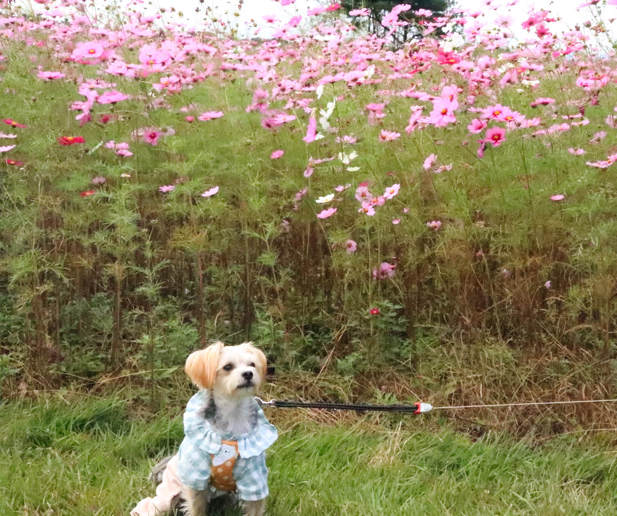 洋服を着たワンちゃんの写真（12）