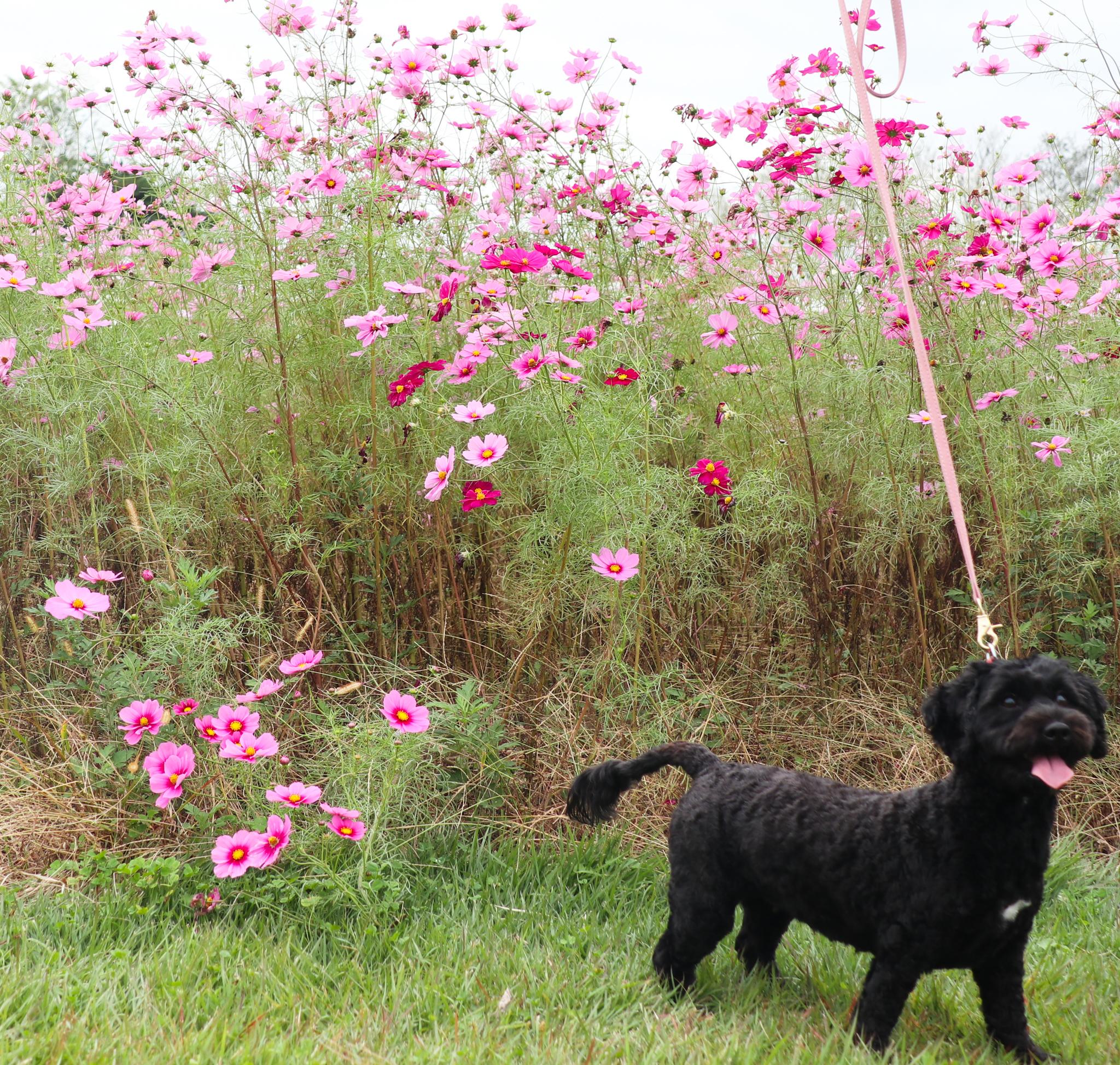黒いワンちゃんの写真（14）