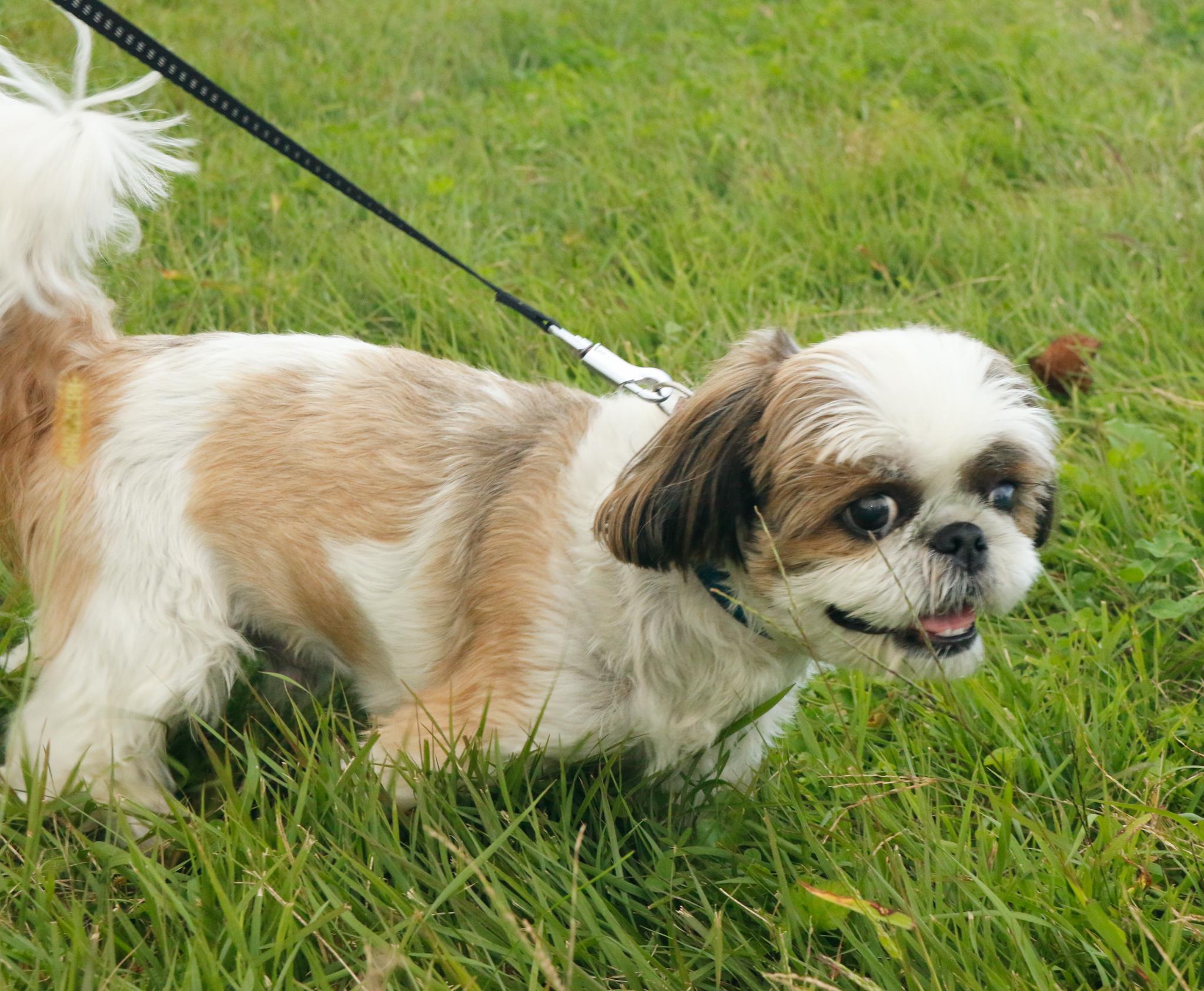 ワンちゃんの写真（19）