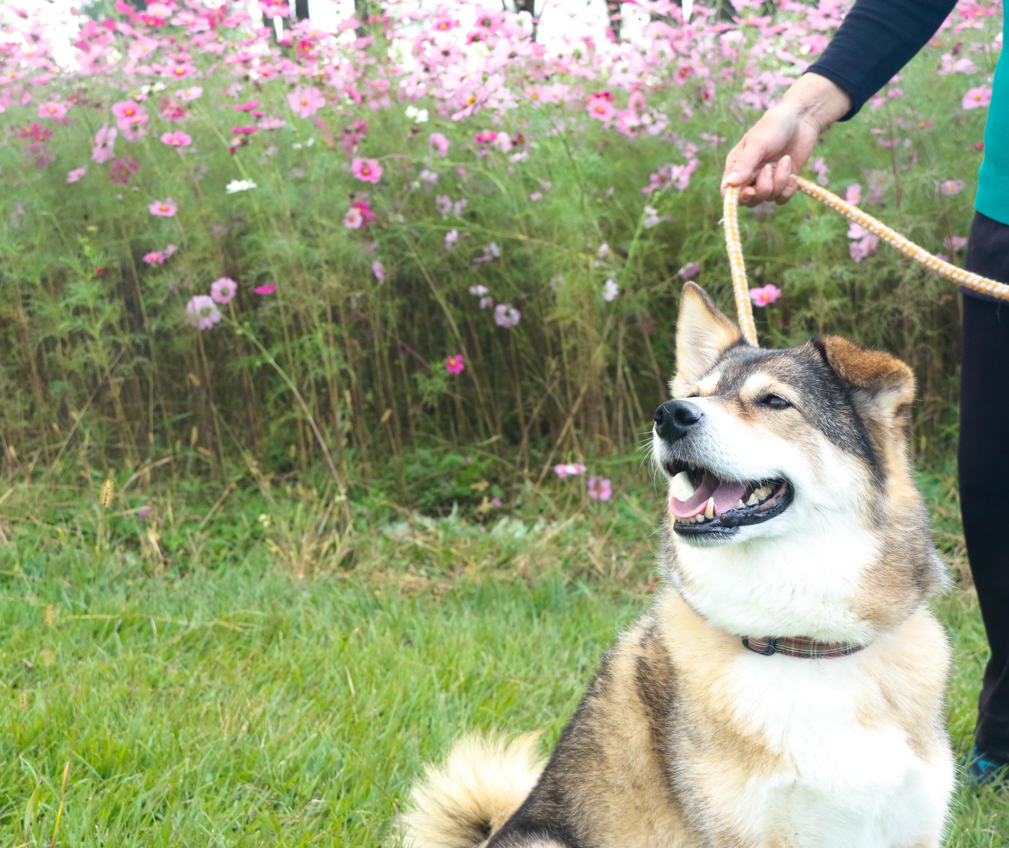 ワンちゃんの写真（22）